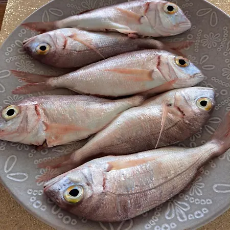 Pensionat Zoi Celina