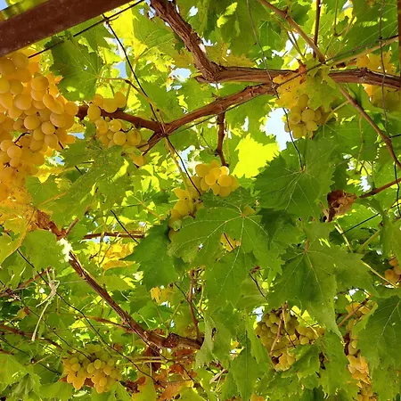 Zoi Maison d'hôtes Celina